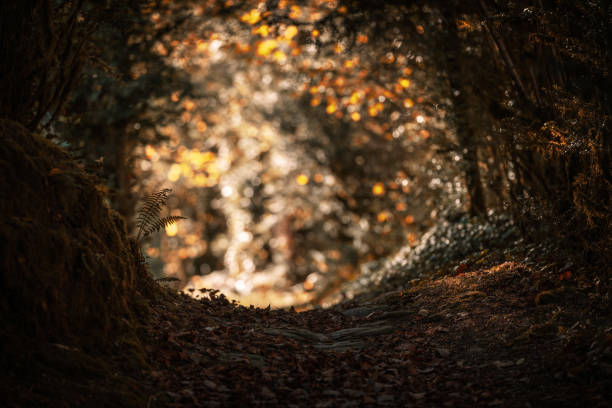 istock autumn colors in the mountain footpath 1445281519
