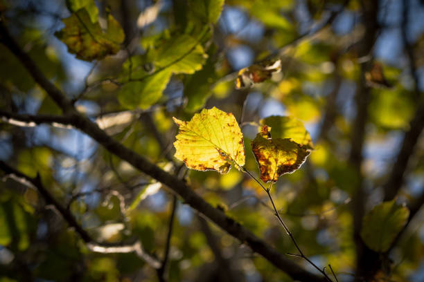 istock Ambient Light through the trees in the autumn forest / soft focus 1445281796