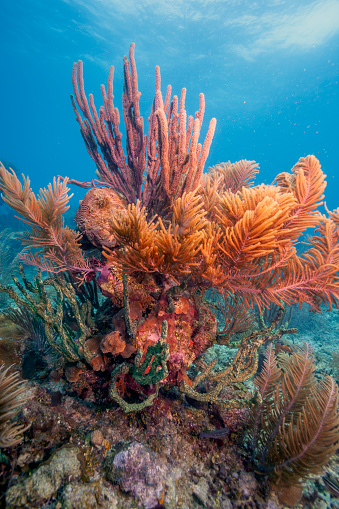 A colourful coral reef seen at a day dive. Incredibly vibrant colors.