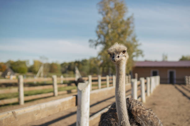 istock Ostrich on sunny day at an ostrich farm 1445285377