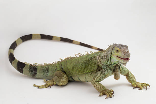 istock Big Green Iguana lizard on a white background 1445285461