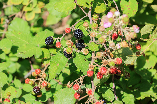 Abundant, plump berries are an invasive weed that taste and look like summer but will take over wherever they are introduced. These Himalayan blackberries were growing in the Pacific Northwest in Shelton, Washington.