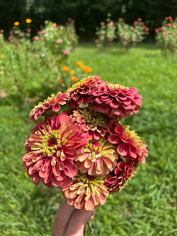 Fresh Bouquet of the queen lime red series zinnias