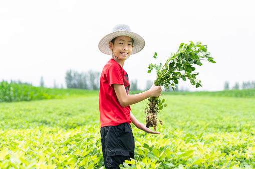 A Chinese boy holds peanuts in a peanut field