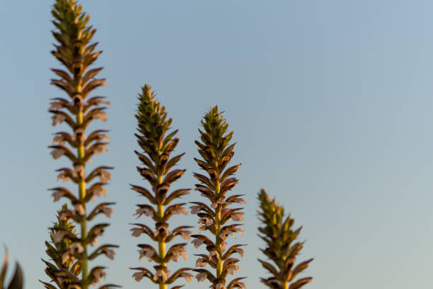Bear's breaches flower against blue sky four stems tapering.