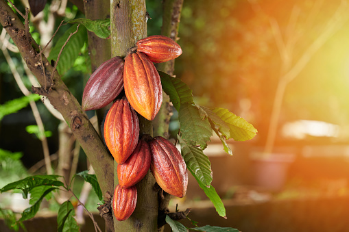 Orange color cacao pods on tree with sunny copy space