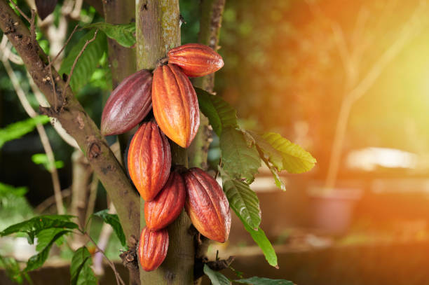 Orange color cacao pods Orange color cacao pods on tree with sunny copy space cacao fruit stock pictures, royalty-free photos & images