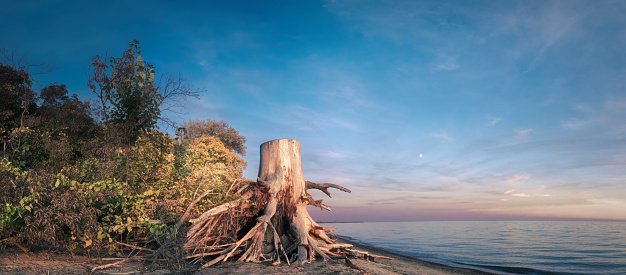 old rotten stump on the sand