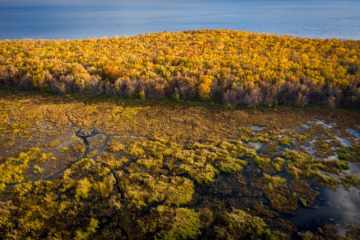 Aerial view over forest and marsh during vibrant autumn colors