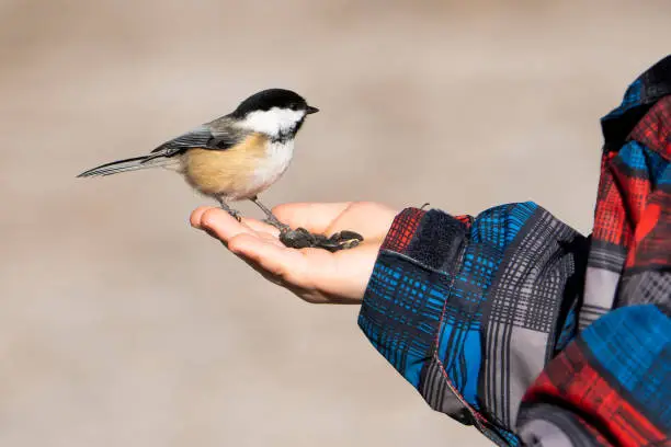 Hand-feeding Black-capped Chickadee during winter.