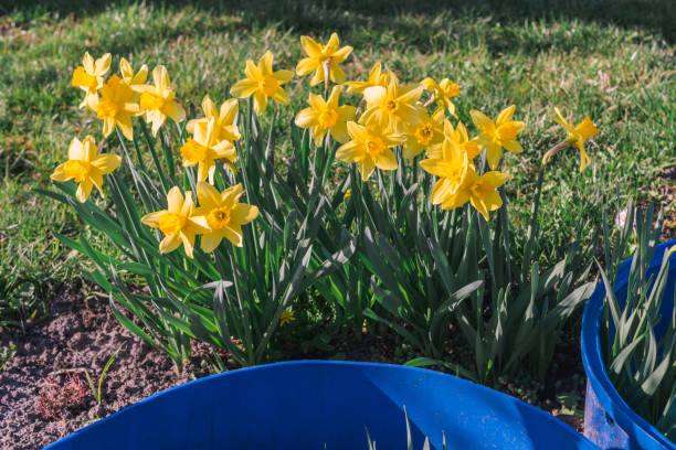 istock Daffodil bushes. Blue and yellow colors 1445294468