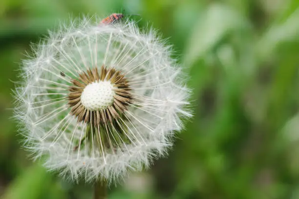 Head of a fluffy dandelion. Fluffy dandelion on a green background with space for text