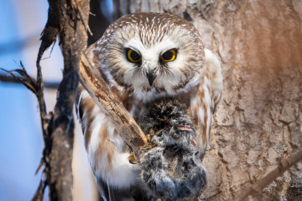 istock Northern Saw-whet Owl in winter 1445294504