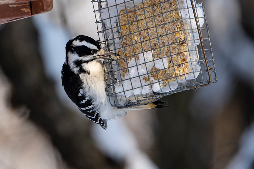 Woodpecker eating at bird feeder during winter
