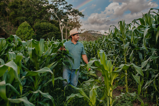 man observing corn plantation in the farm
