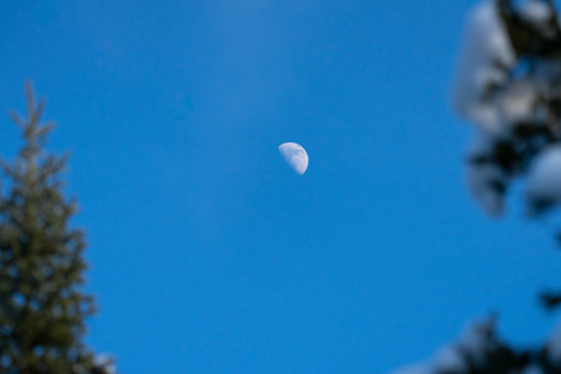 Moon during daytime above forest