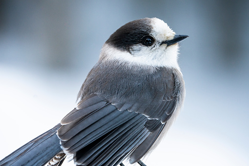 Canada jay in the forest during winter.