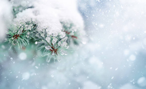 istock Christmas tree and New Years holiday background 1445299771