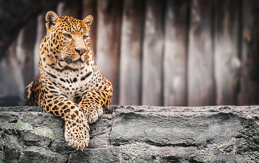 Leopard resting on a stone against a wooden background.