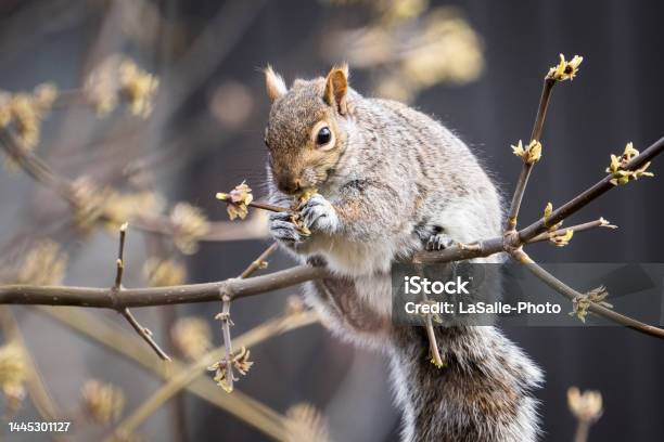 Perched Eastern Gray Squirrel Stock Photo - Download Image Now - Animal, Animal Hair, Animal Stage