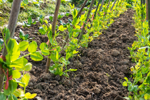 istock sweet broad pea grow in the field 1445302462