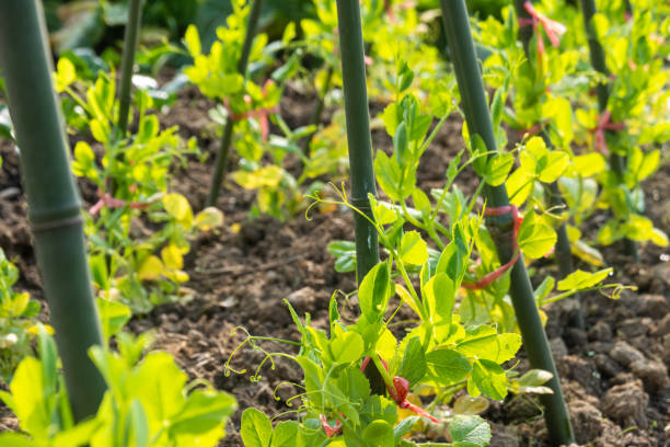 istock sweet broad pea grow in the field 1445302464