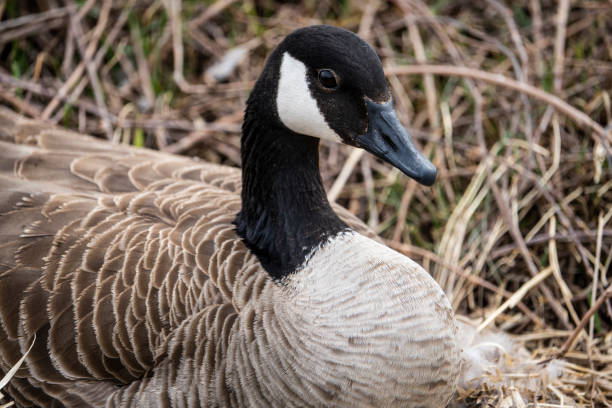 istock Female Canada goose sitting on here nest, incubating eggs. 1445303011