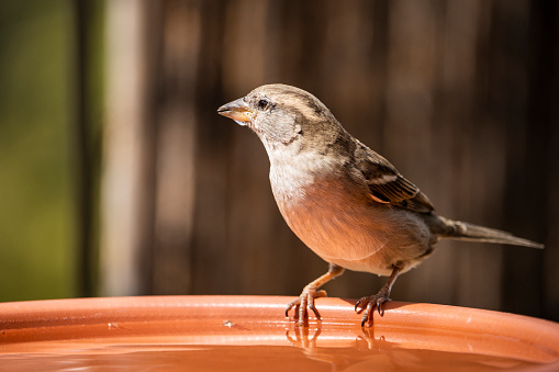 istock Female house sparrow 1445303016