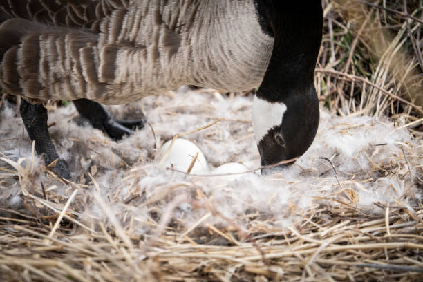 Female Canada goose sitting on here nest, incubating eggs.