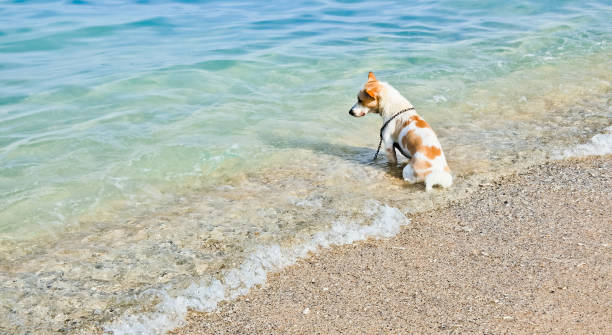 istock a dog playing on Kuta beach Bali 1445303452