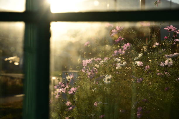 ガラス窓越しに見るコスモスの花。