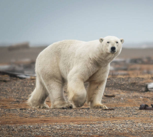 istock Beautiful Kaktovik,Alaska pictures 1445304521