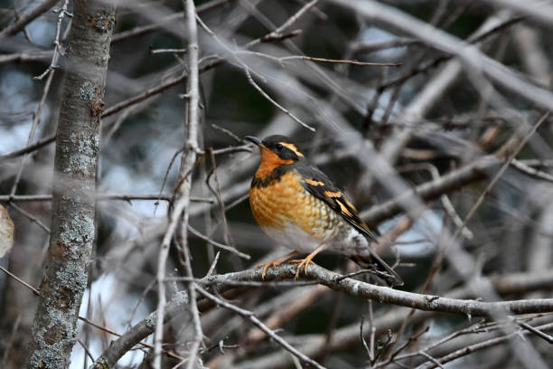 Colorful male Varied Thrush sits perched in a tangle of branches
