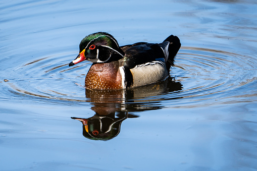 Colorful Wood Duck resting at the surface of a river
