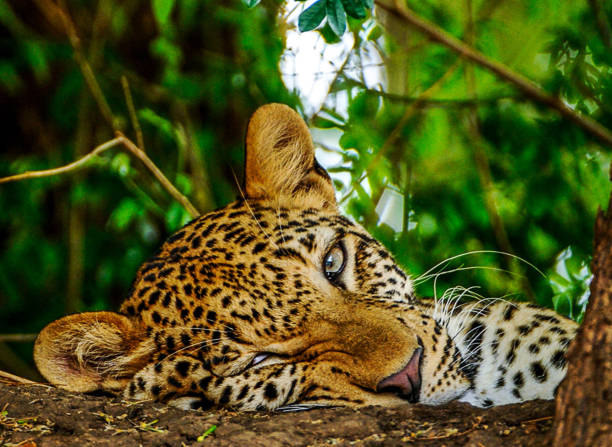 istock Beautiful Lower Zambezi wildlife Pictures 1445307412