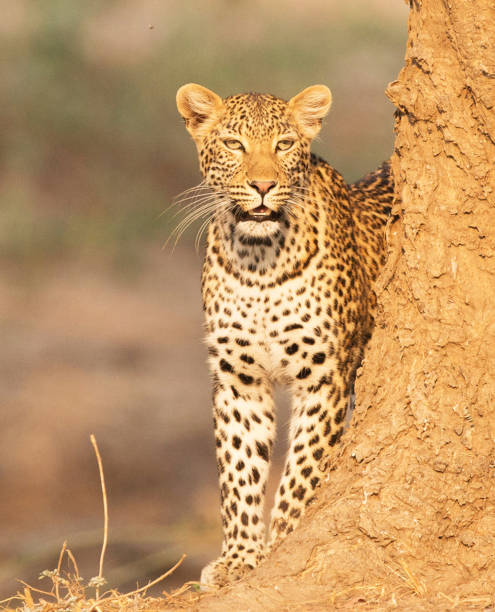 istock Beautiful Lower Zambezi wildlife Pictures 1445307546