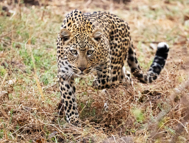 istock Beautiful Lower Zambezi wildlife Pictures 1445307614