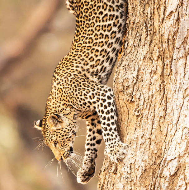istock Beautiful Lower Zambezi wildlife Pictures 1445307798