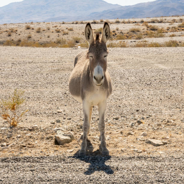 istock Wild Donkey Stands With Eyes Closed 1445307863