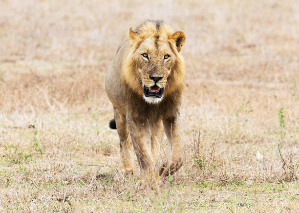 istock Beautiful Lower Zambezi wildlife Pictures 1445308075