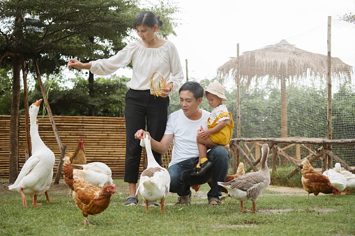 Happy family father, mother and son feed duck at farm.
