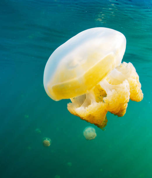 istock Beautiful Underwater Pictures 1445309881