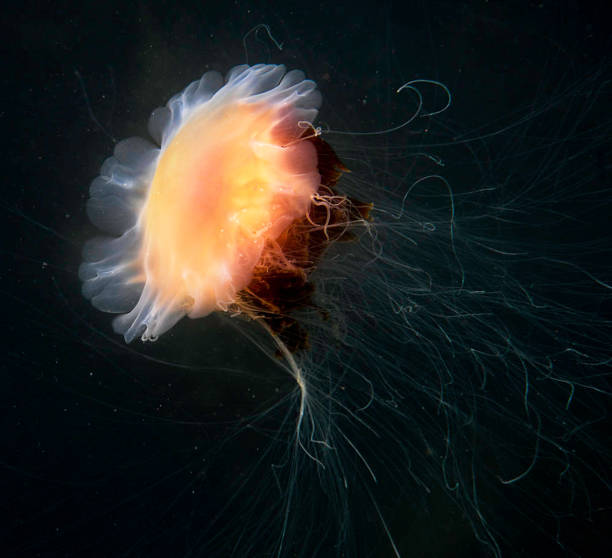 istock Beautiful Underwater Pictures 1445309884