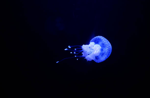 istock Beautiful Underwater Pictures 1445309905