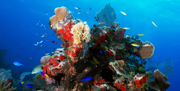 istock Beautiful Underwater Pictures 1445309919