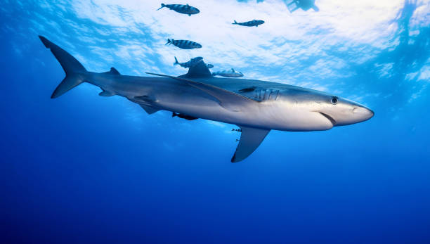 istock Beautiful Underwater Pictures 1445309945