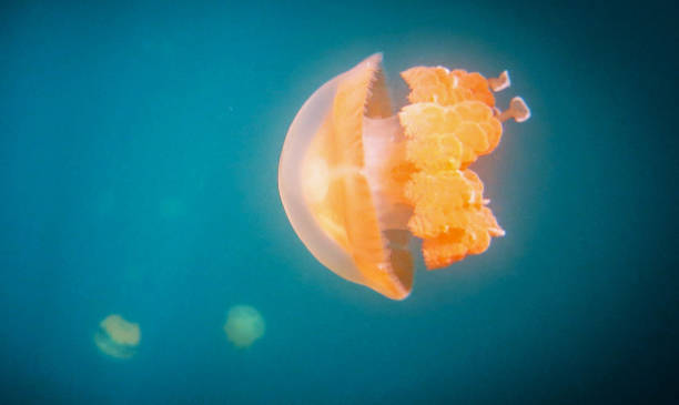 istock Beautiful Underwater Pictures 1445310019
