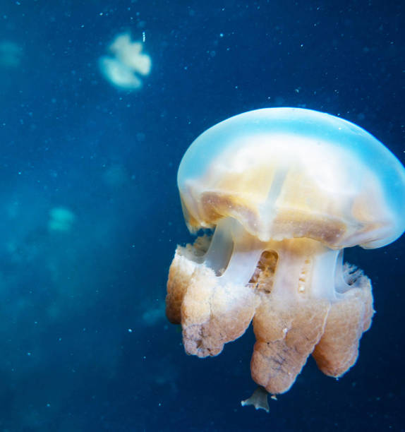 istock Beautiful Underwater Pictures 1445310458