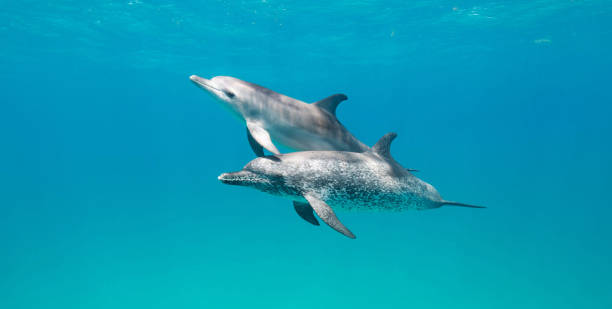 istock Beautiful Underwater Pictures 1445310459