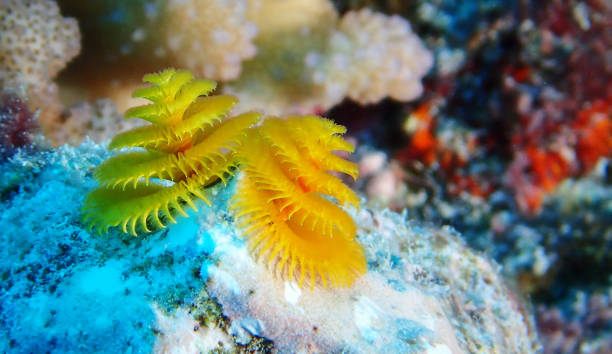 istock Beautiful Underwater Pictures 1445310601